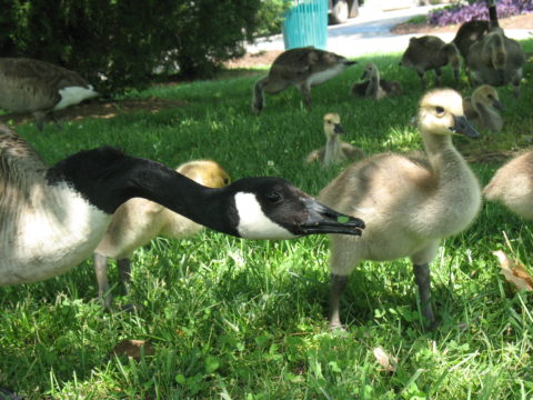 Centenial Geese