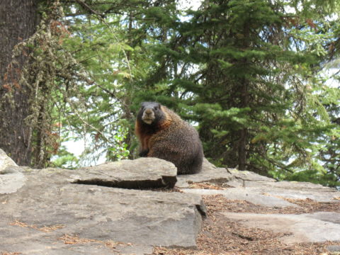 WY 2008-08 Grand Tetons - Posing Animal